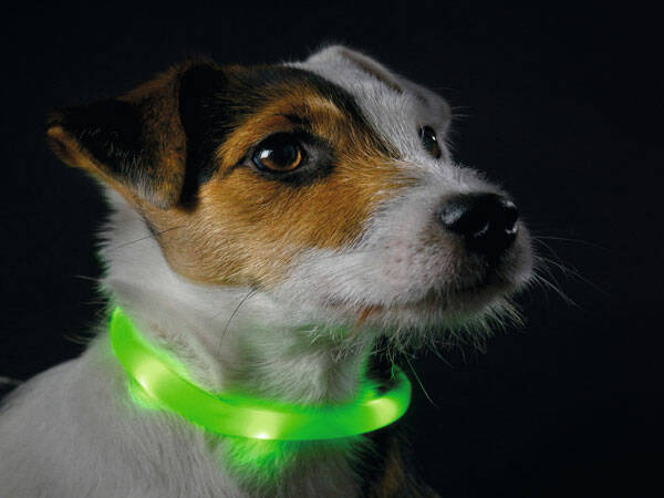 Accessori indispensabili per il cucciolo di cane