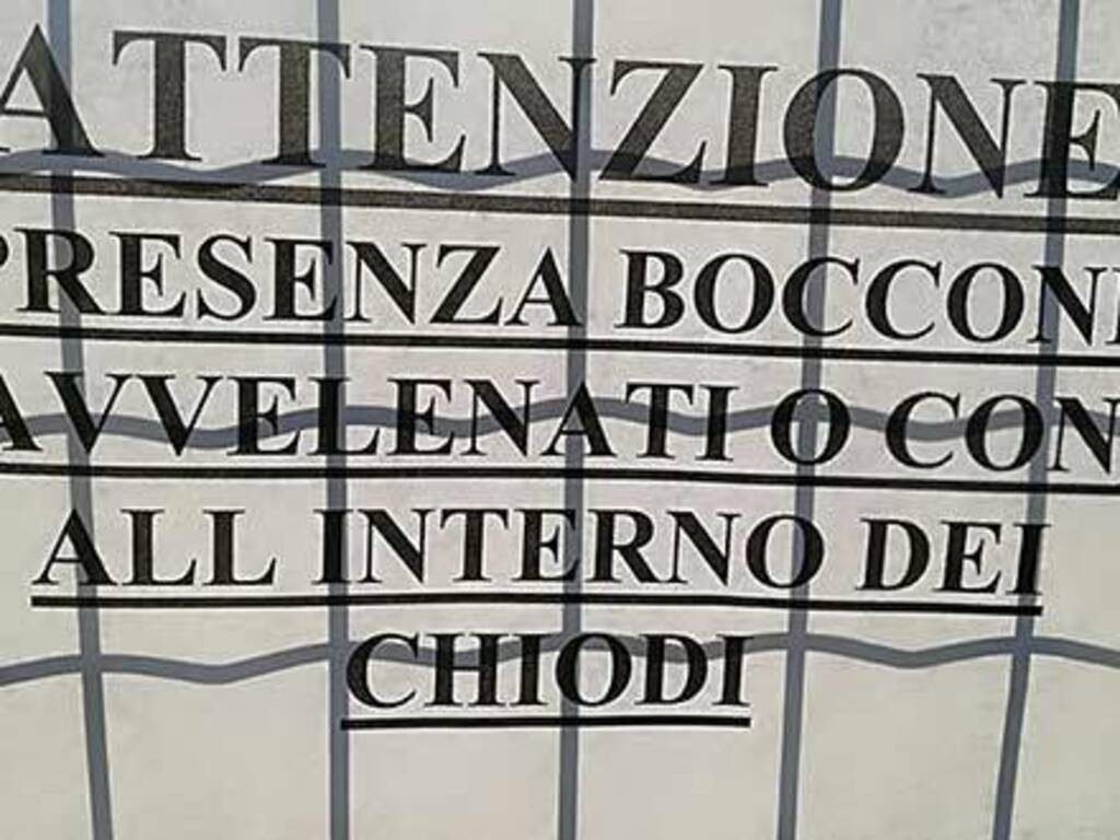 Veleno per topi, cani avvelenati a Castiglione: uno morto, l'altro in fin  di vita - L'Eco