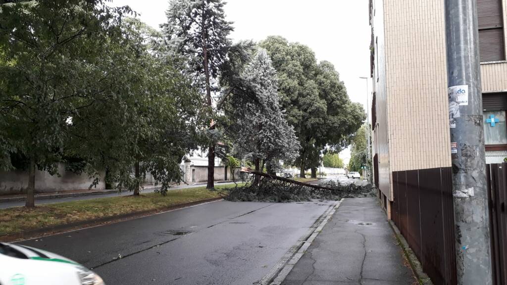 albero cadiuto monza viale romagna