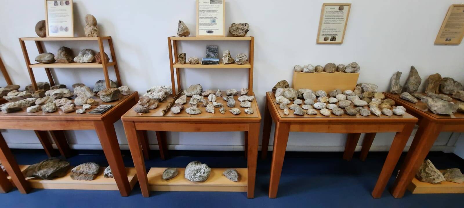 filippo marelli fossili casa associazioni meda 