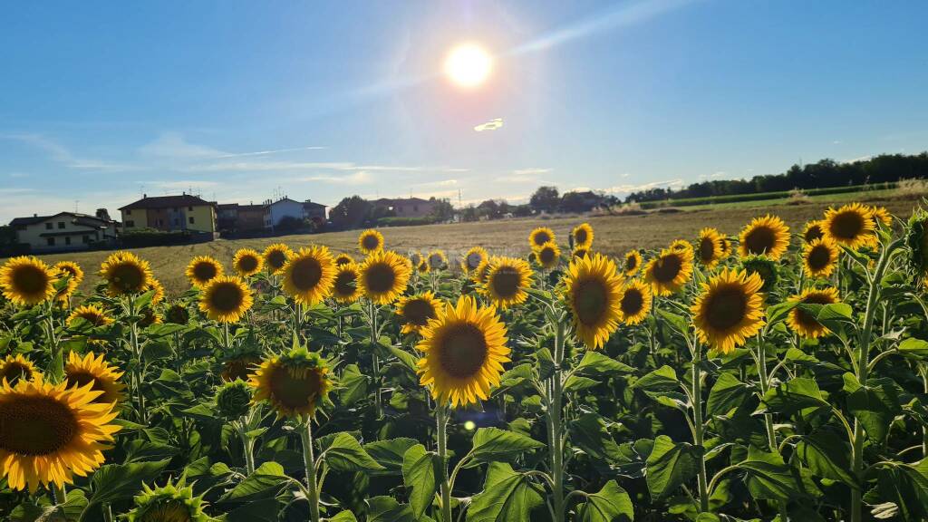 Girasoli - La città del mattoncino