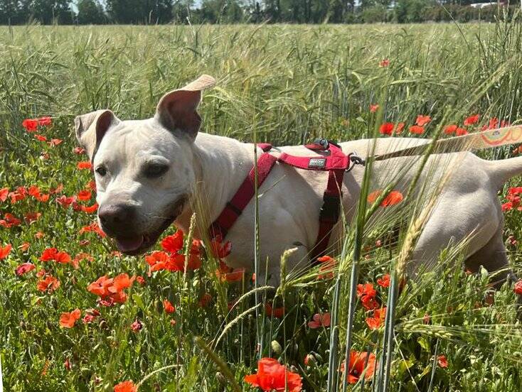 enpa monza Boombi adozione cane