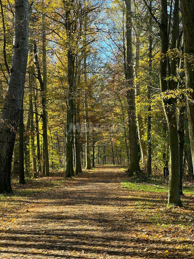 Folliage autunno parco di Monza mb