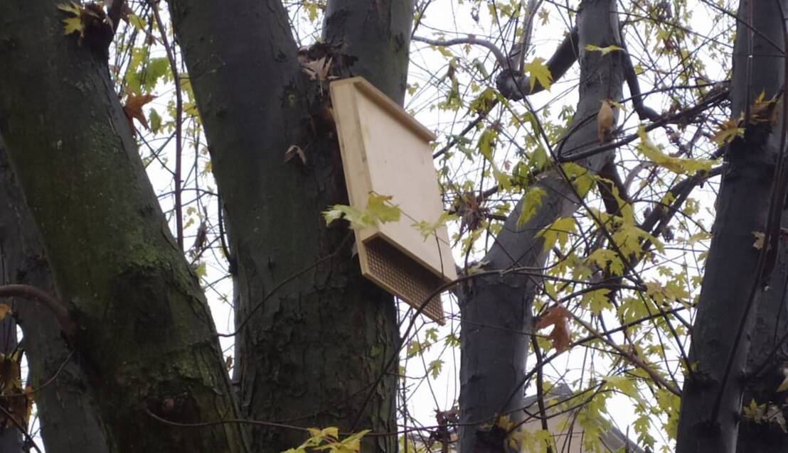 Cesano Maderno bat box