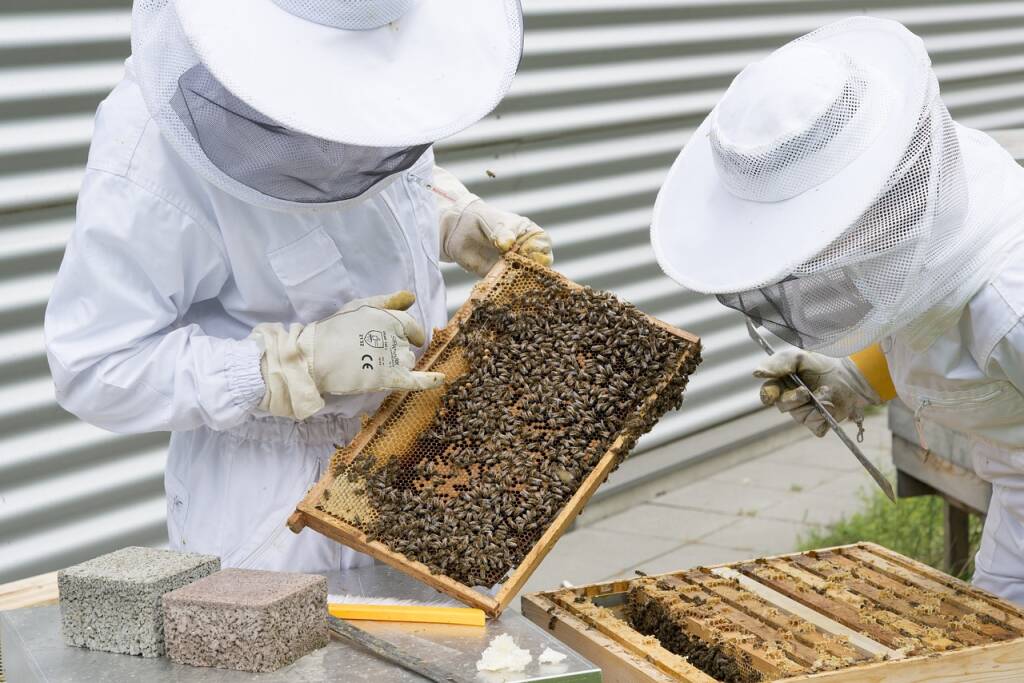 apicoltore free web