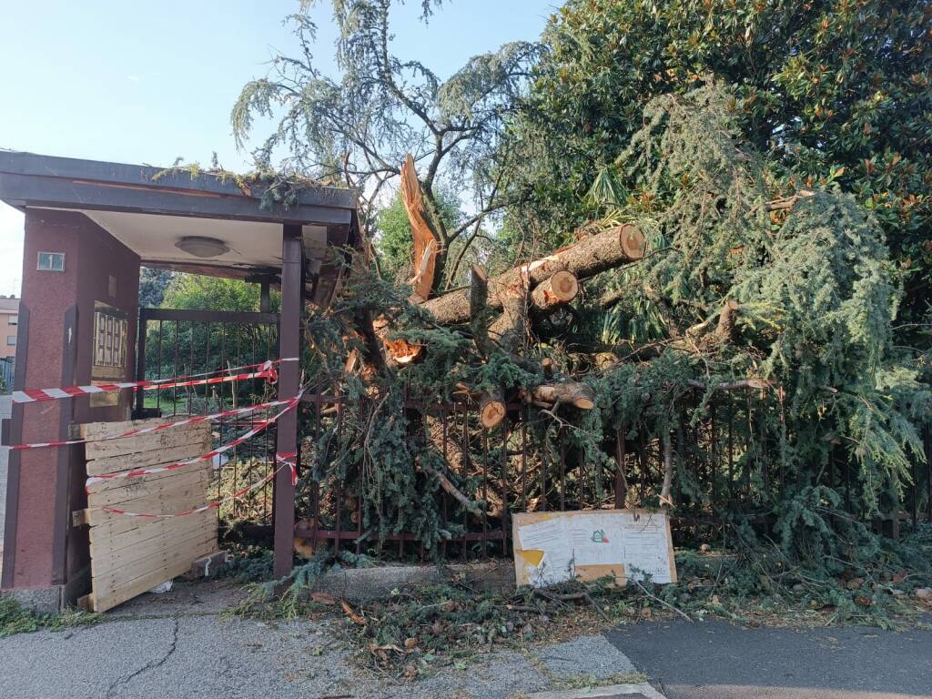 albero caduto desio maltempo