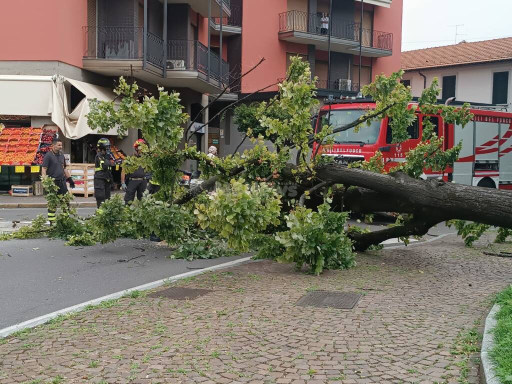 albero crollato a Desio mb