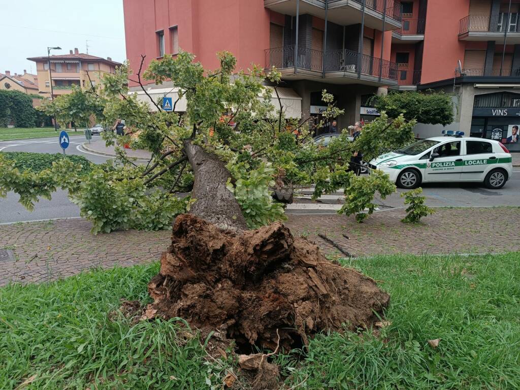 albero crollato desio mb 