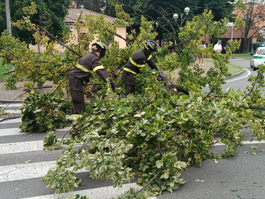 albero crollato desio mb 