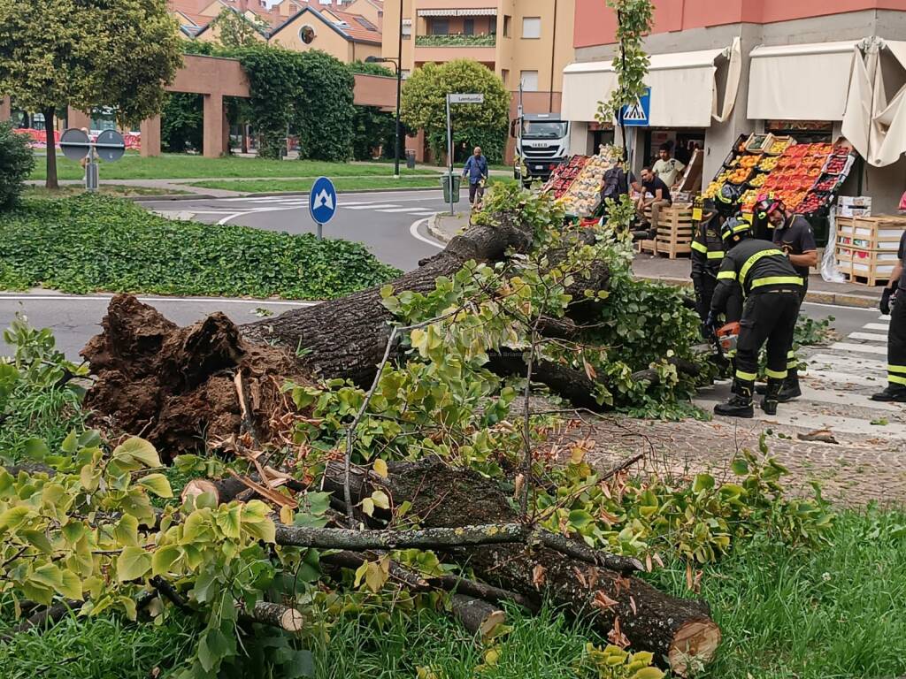 albero crollato desio mb 