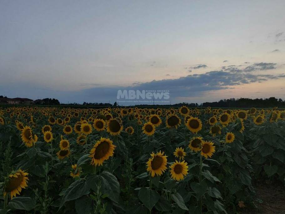 Campo di  Girasoi Shirin mb