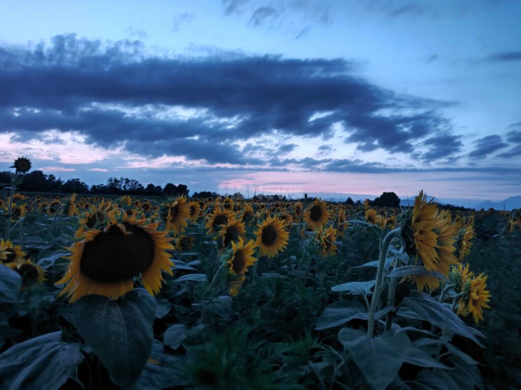 Campo di girasoli Shirin Ornago mb