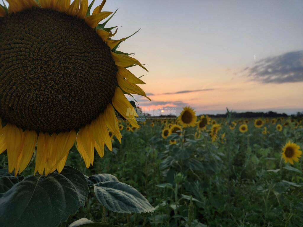 Campo di girasoli Shirin Ornago mb