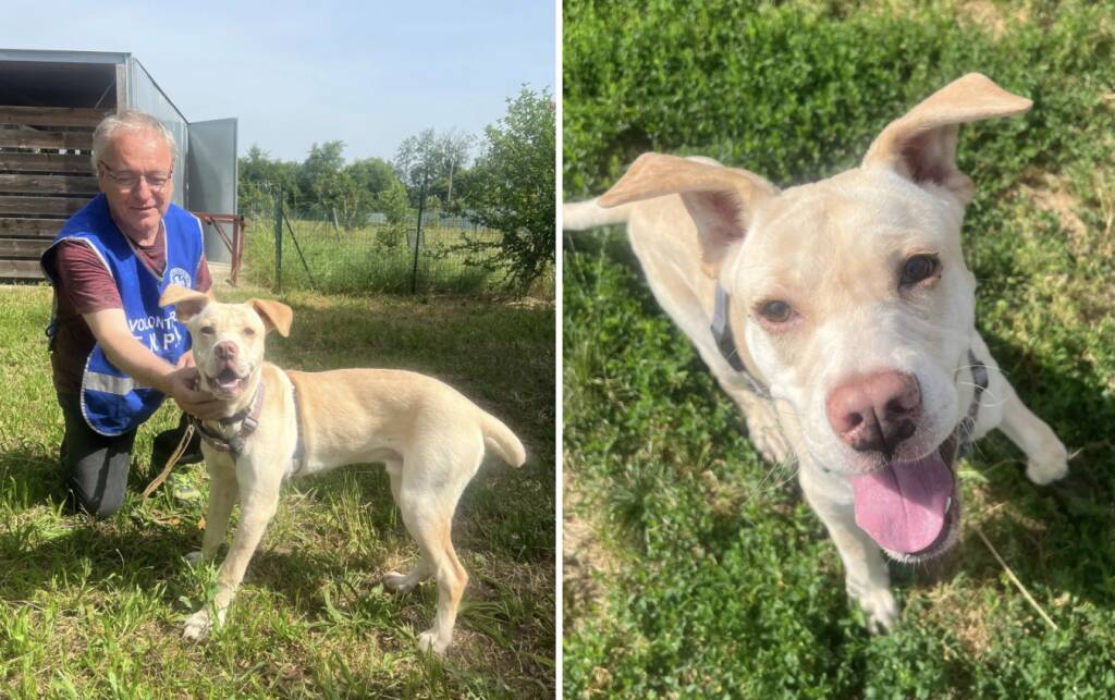 monza cane abbandonato La Fayette