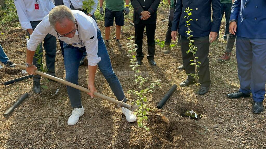 alberi caduti - mb