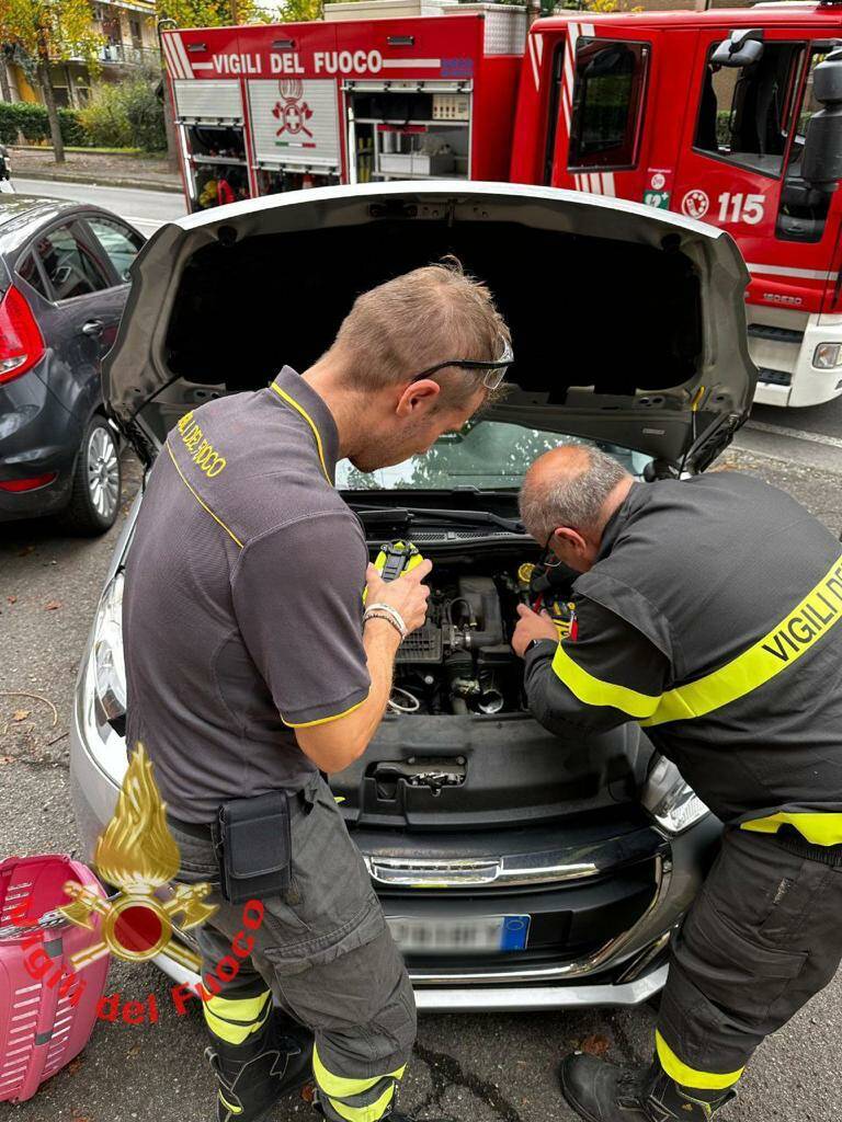 nova milanese gatto motore auto