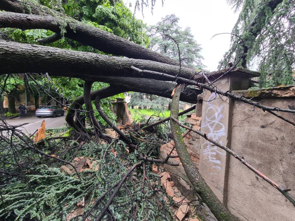 albero caduto via Ronchi vimercate