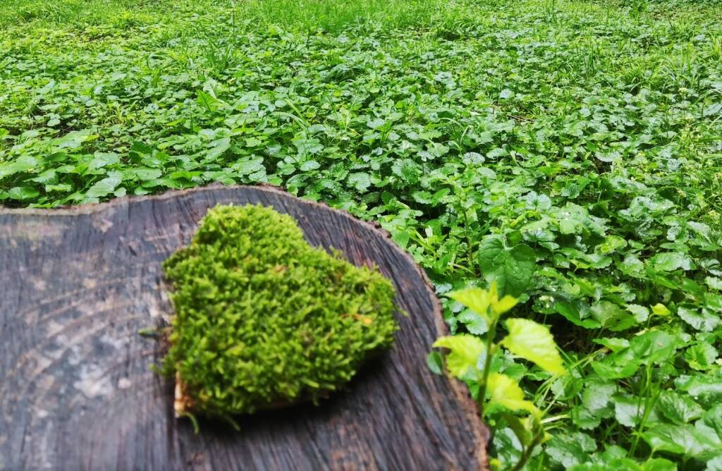 cuori di muschio alberi desio