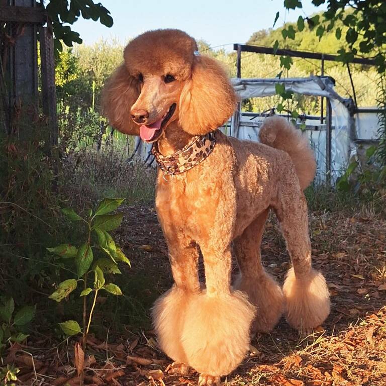 cane barbone concorso bellezza Joy